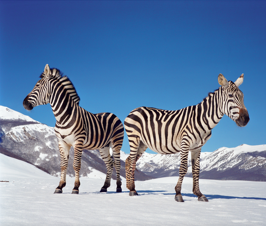 Paola Pivi. Untitled (zebras), 2003. Photographie de Hugo Glendinning. Courtesy de l'artiste et la Galerie Perrotin